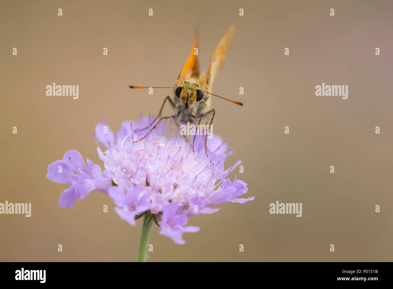 Large skipper butterfly eating nectar from the flower of Scabiosa columbaria, front view. Flora and fauna are well presented her Stock Photo