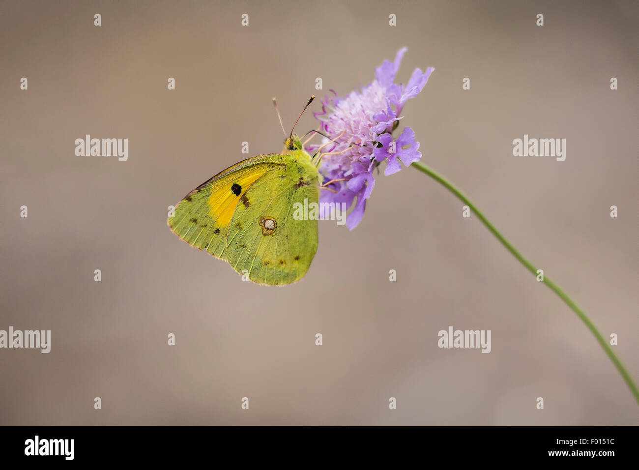Clouded yellow butterfly eating nectar from the flower of Scabiosa columbaria, side view. Flora and fauna are well presented her Stock Photo