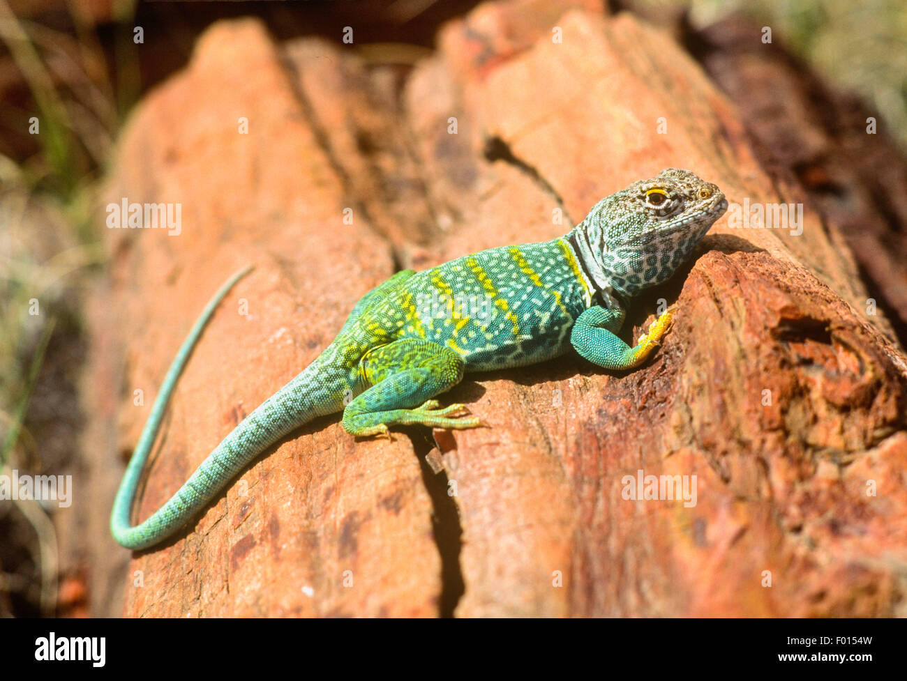 collared lizard, Petrified Forest National Park, Arizona Stock Photo