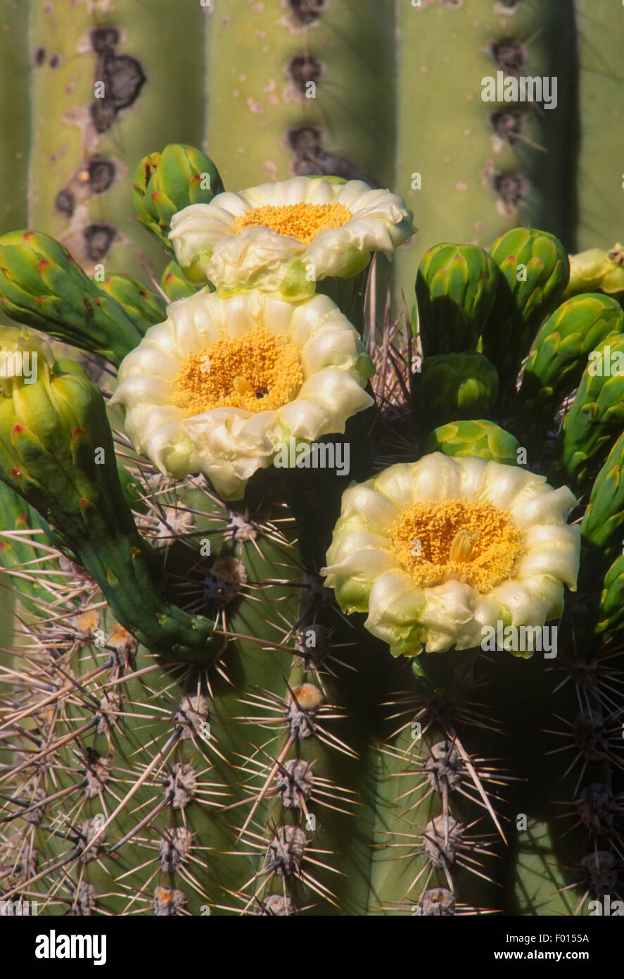 saguaro cactus, Carnegiea gigantea, and blooming palo verde, Cercidium microphyllum, Saguaro National Park, Arizona Stock Photo