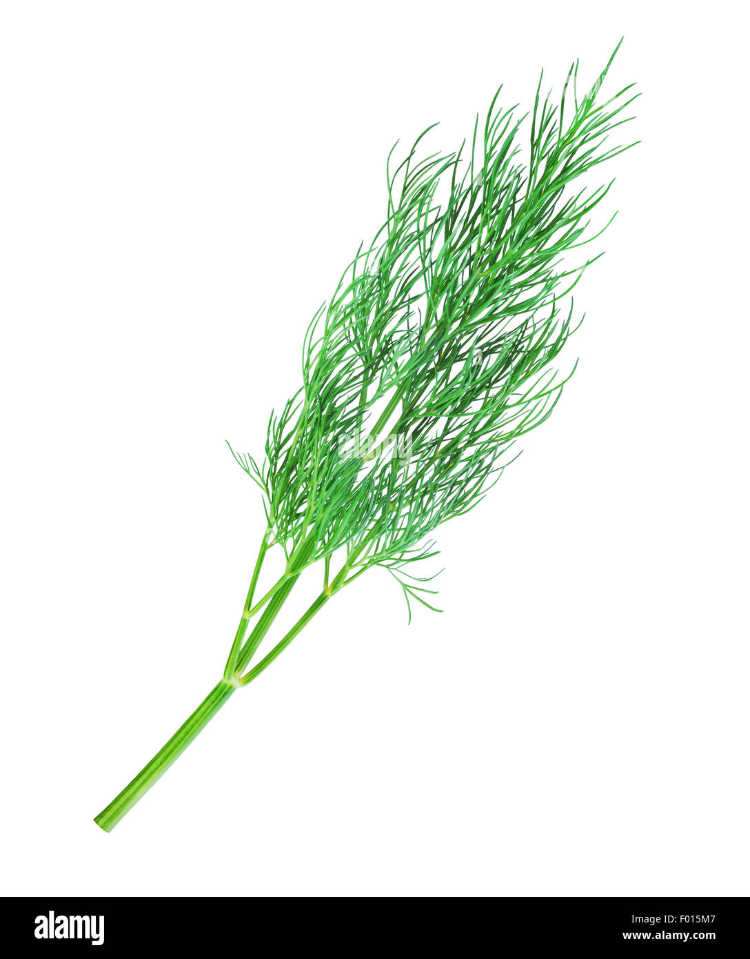 Twig of dill isolated a white background Stock Photo