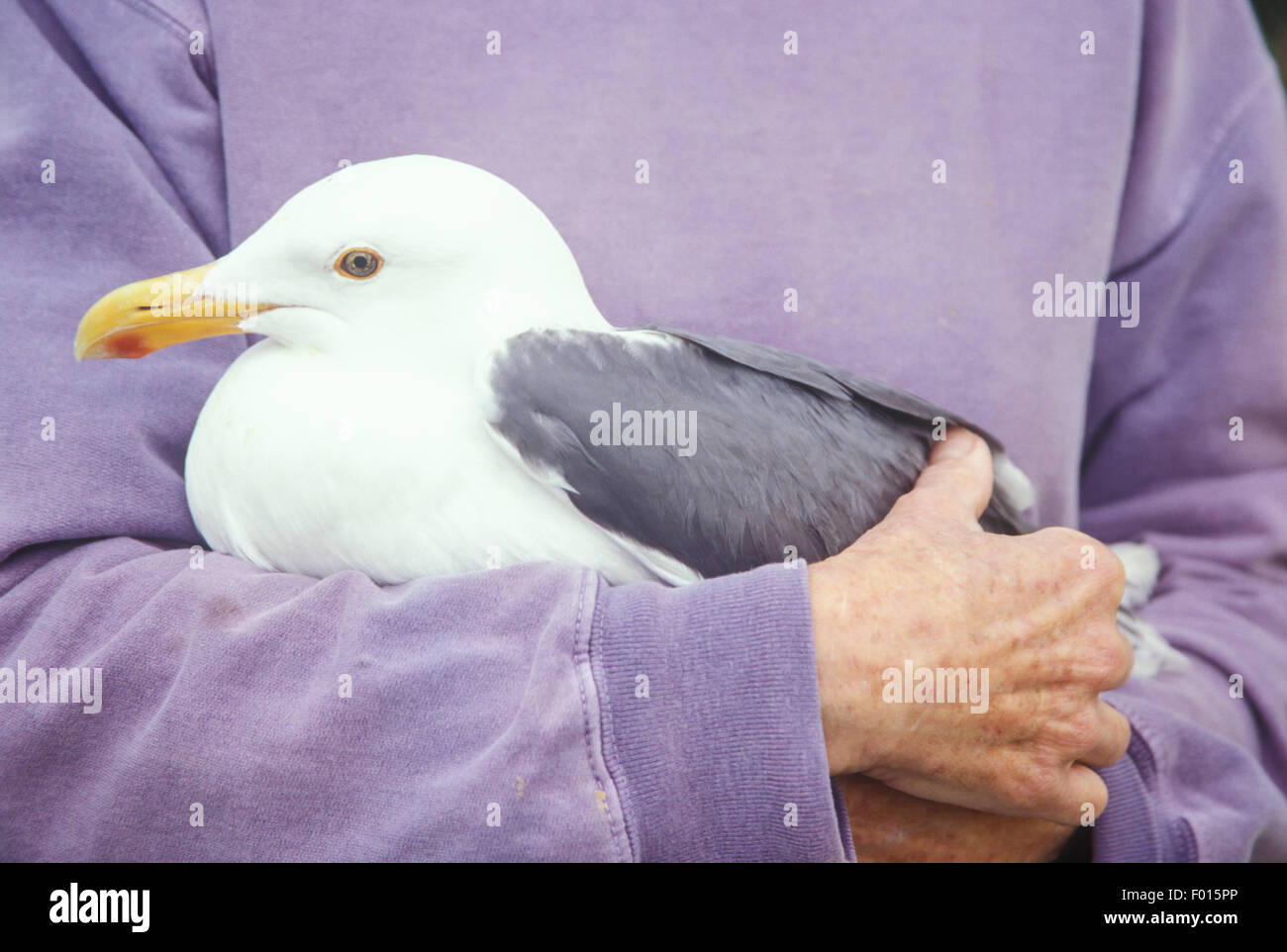 Western gull, Larus occidentalus, recently hit by car, Santa Barbara Wildlife Care Network, Santa Barbara, California Stock Photo