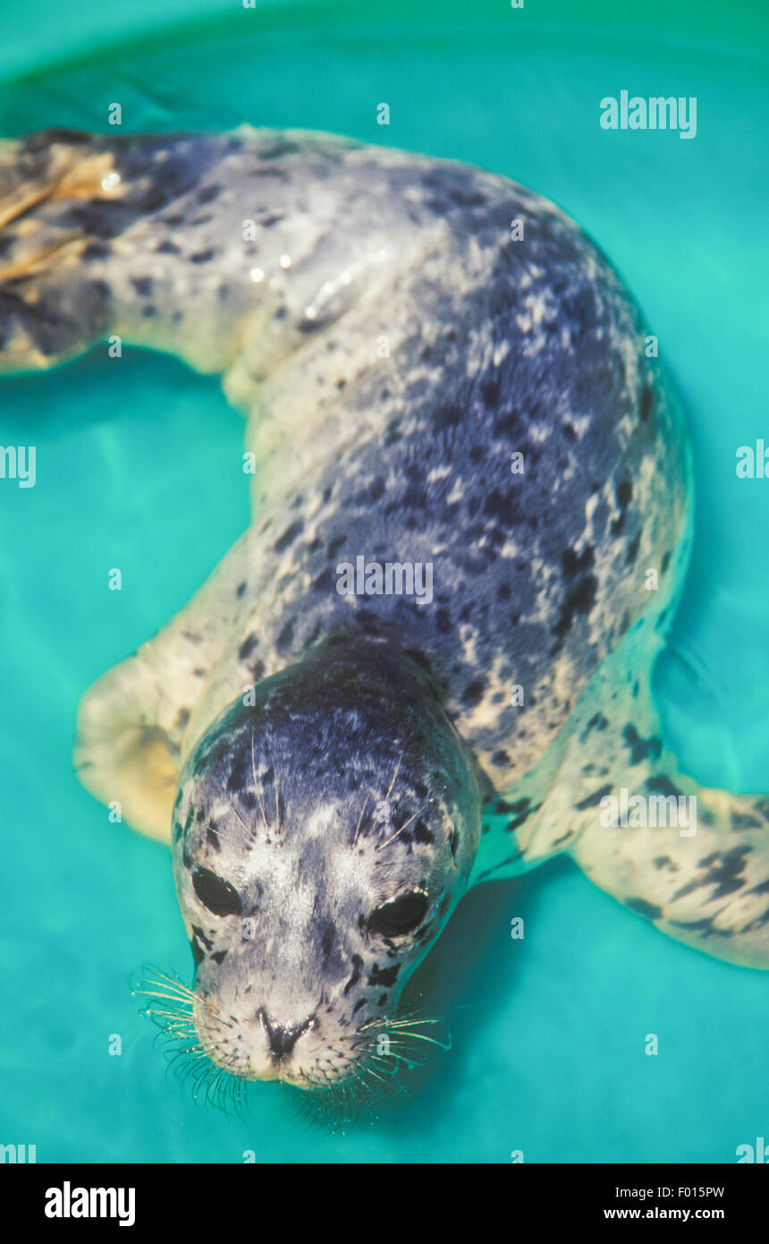orphaned baby harbor seal, Phoca vitulina, learns to swim in a kids pool, Santa Barbara Marine Mammal Center, California Stock Photo