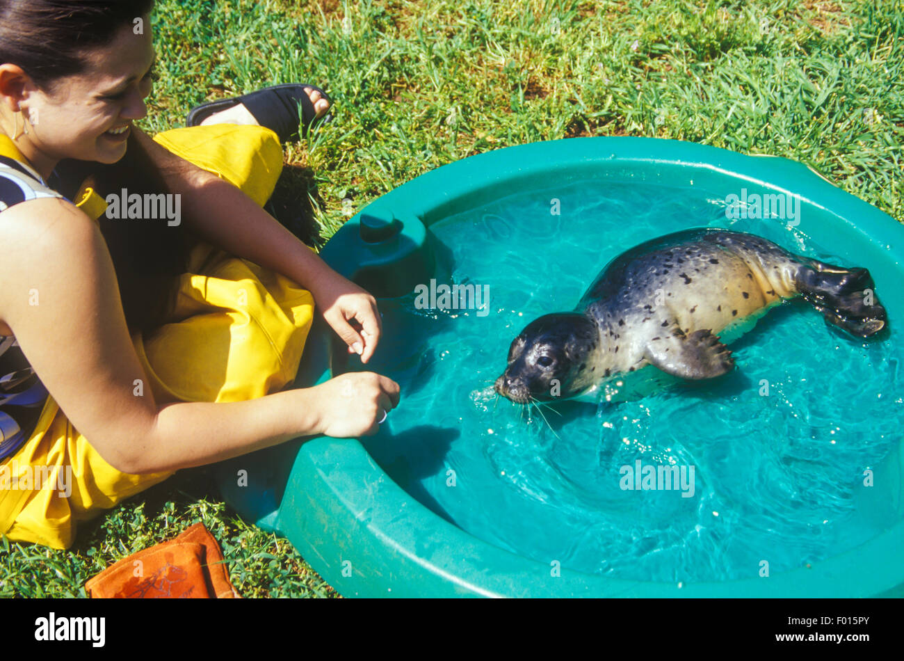 orphaned baby harbor seal, Phoca vitulina, learns to swim in a kids pool, Santa Barbara Marine Mammal Center, Santa Barbara, Cal Stock Photo