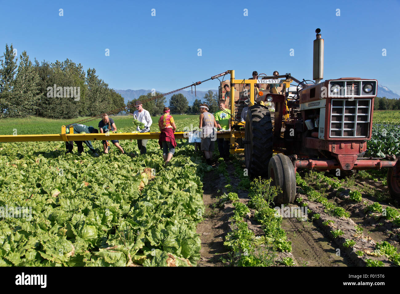 Farmer with crew harvesting 'Iceberg' lettuce in field rows. Stock Photo