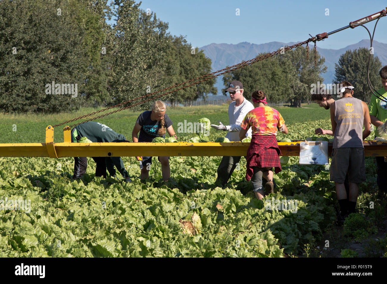 Farmer with crew harvesting 'Iceberg' lettuce Stock Photo Alamy