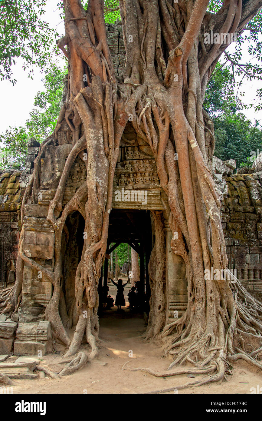 A tree over growing a temple at Angkor Wat, Cambodia Stock Photo