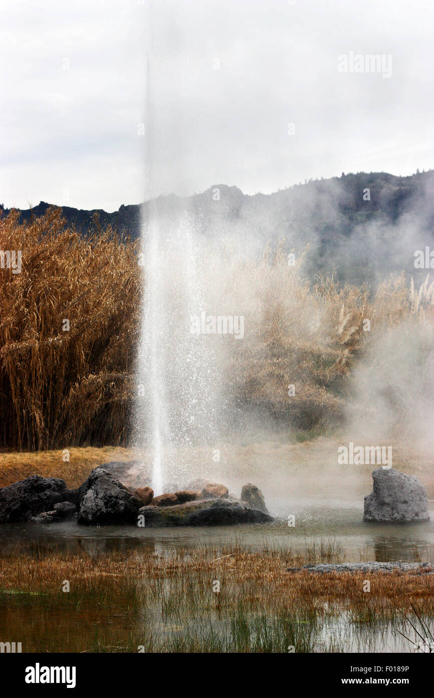 Geyser eruption in Calistoga, California Stock Photo Alamy