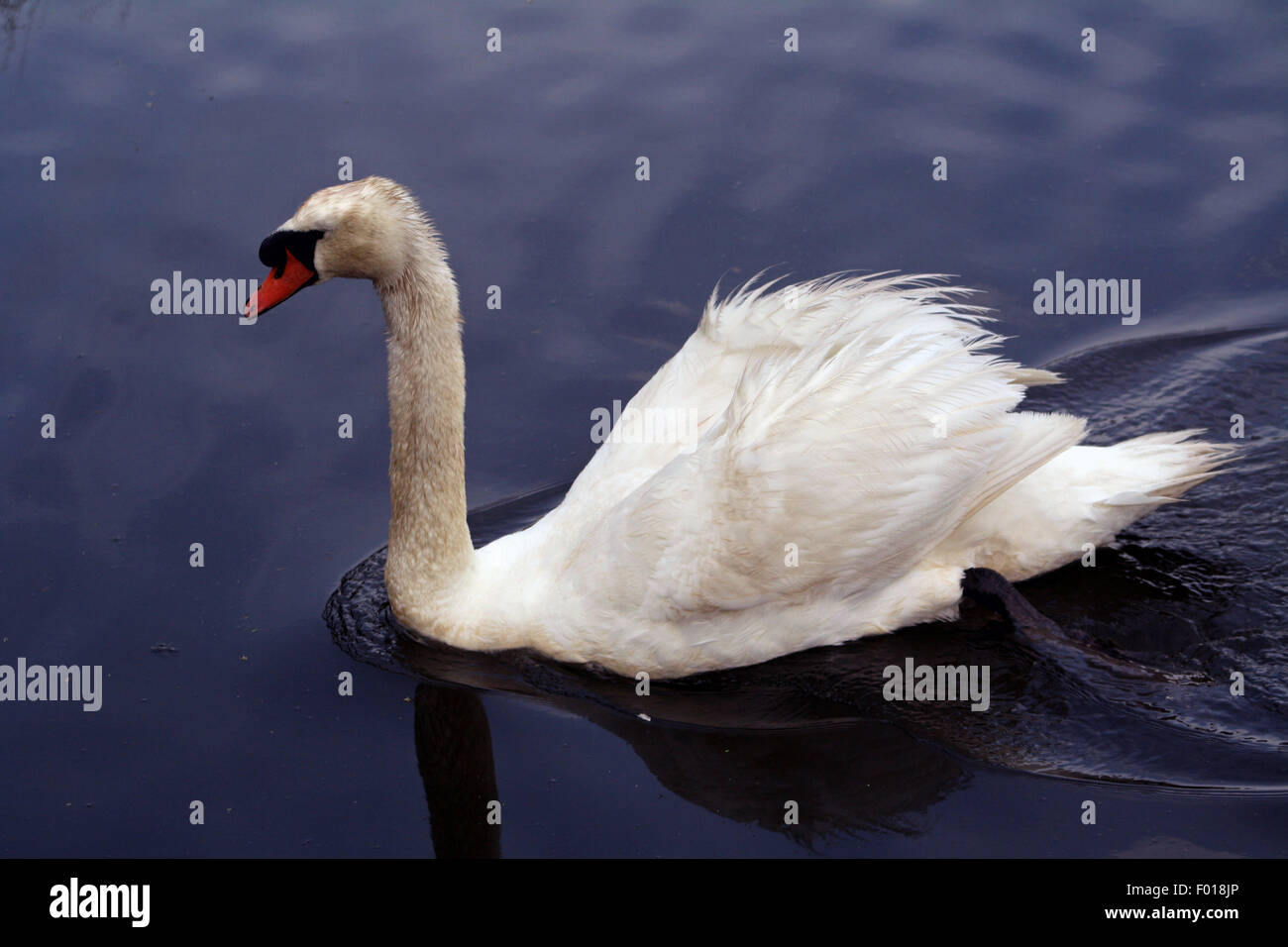 Mute Swan swimming in the peconic river long island Suffolk County new york north fork east end Stock Photo