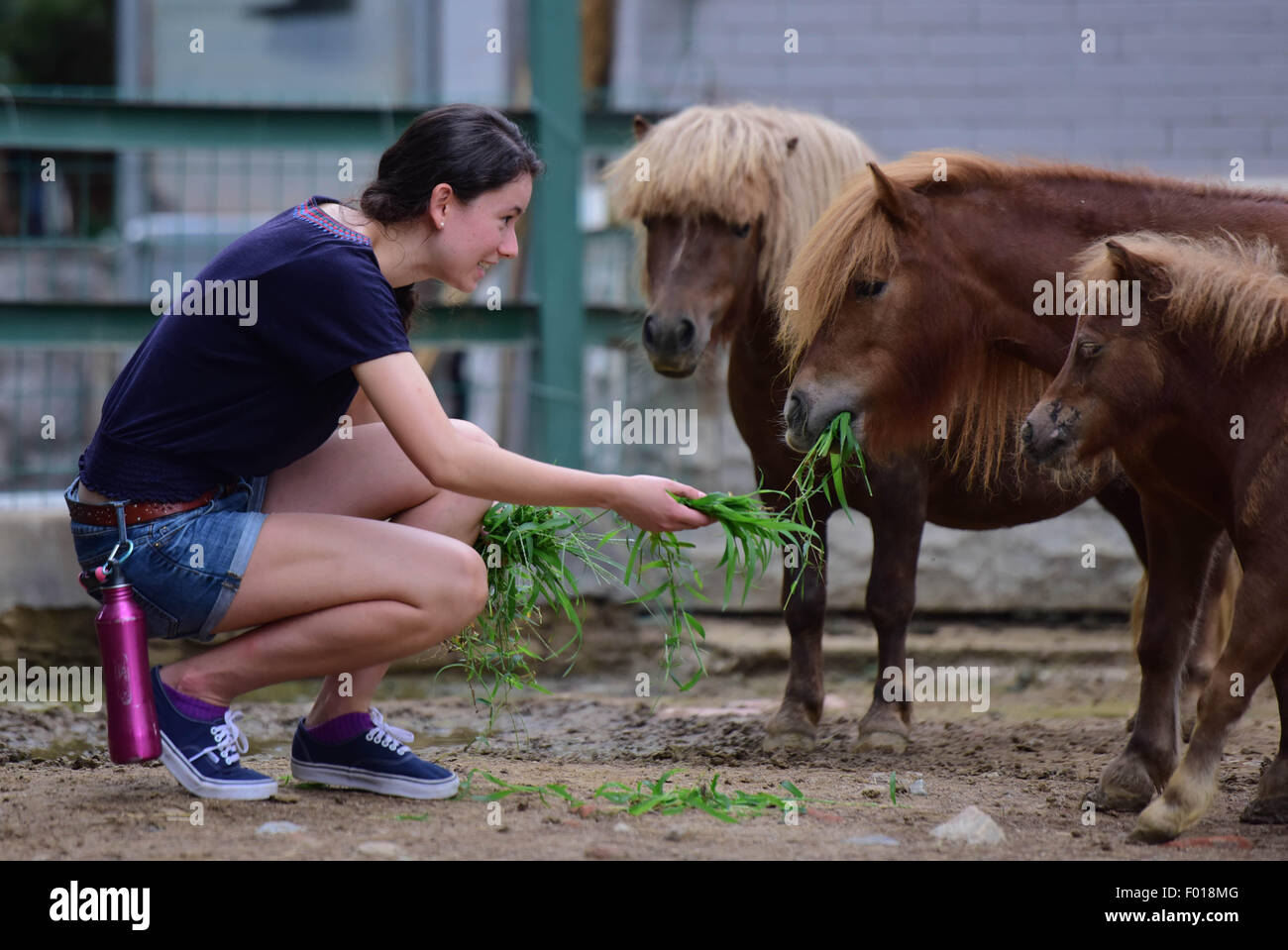 Yantai, China's Shandong Province. 5th Aug, 2015. Celine, a 19-year-old American girl studying Chinese in Ludong University, feeds a pony in a zoo in Yantai, east China's Shandong Province, Aug. 5, 2015. As an animal lover, Celine volunteers to help keepers feed animals and clean enclosures and interact with children in both English and Chinese in the zoo. Credit:  Chu Yang/Xinhua/Alamy Live News Stock Photo