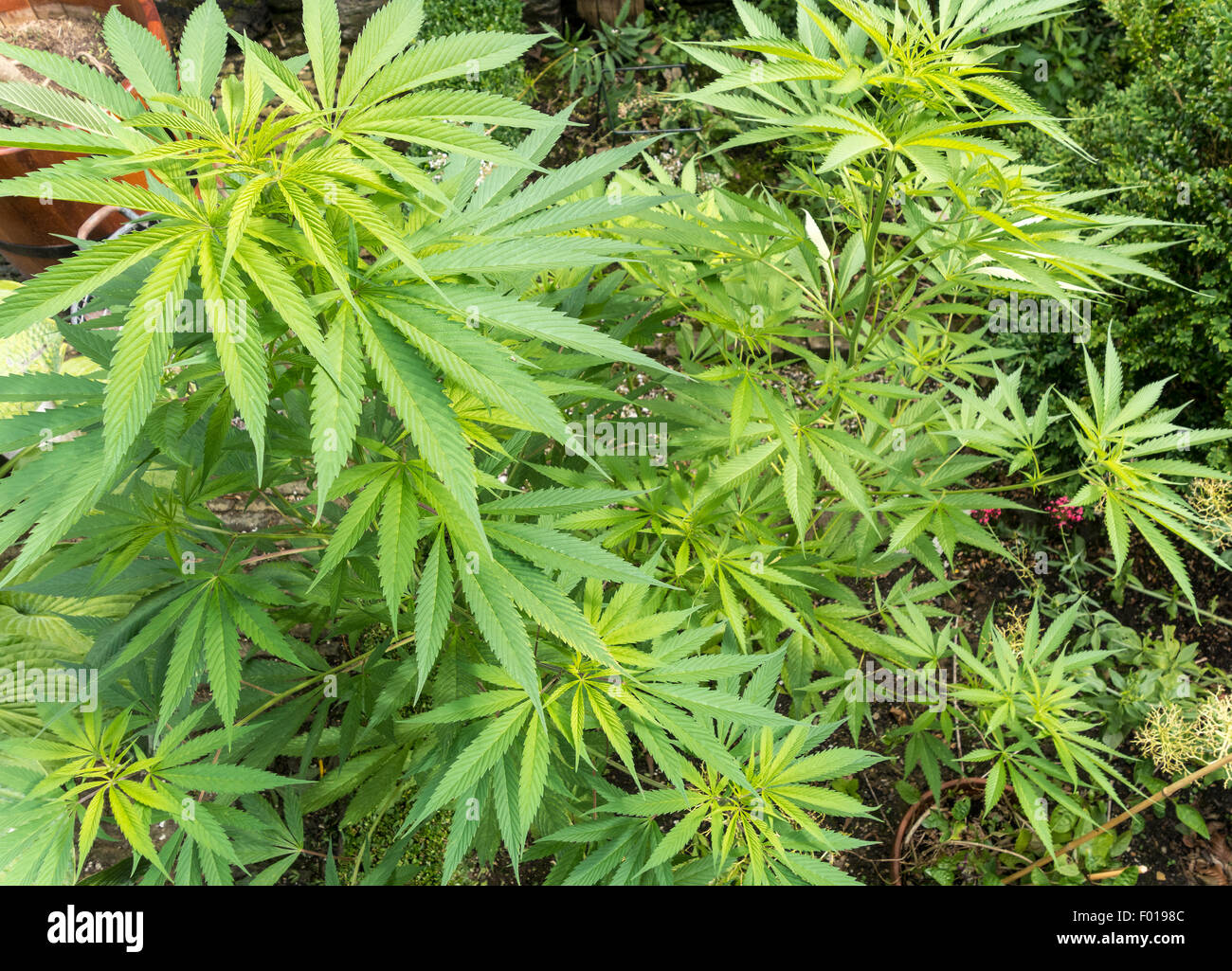 Five Marijuana plants, Cannabis Sativa plants outside in a garden in Holland. Stock Photo