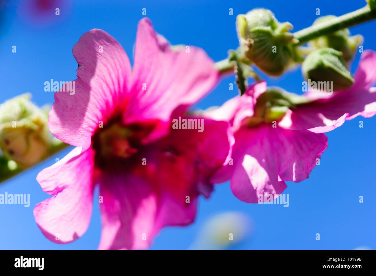 Close up of Flowers Stock Photo - Alamy