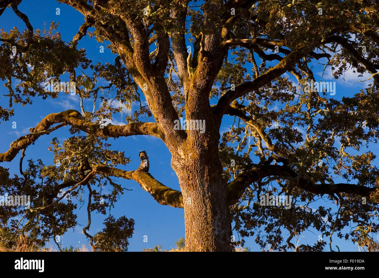 Oak, North Bank Habitat Management Area, Roseburg District Bureau of
