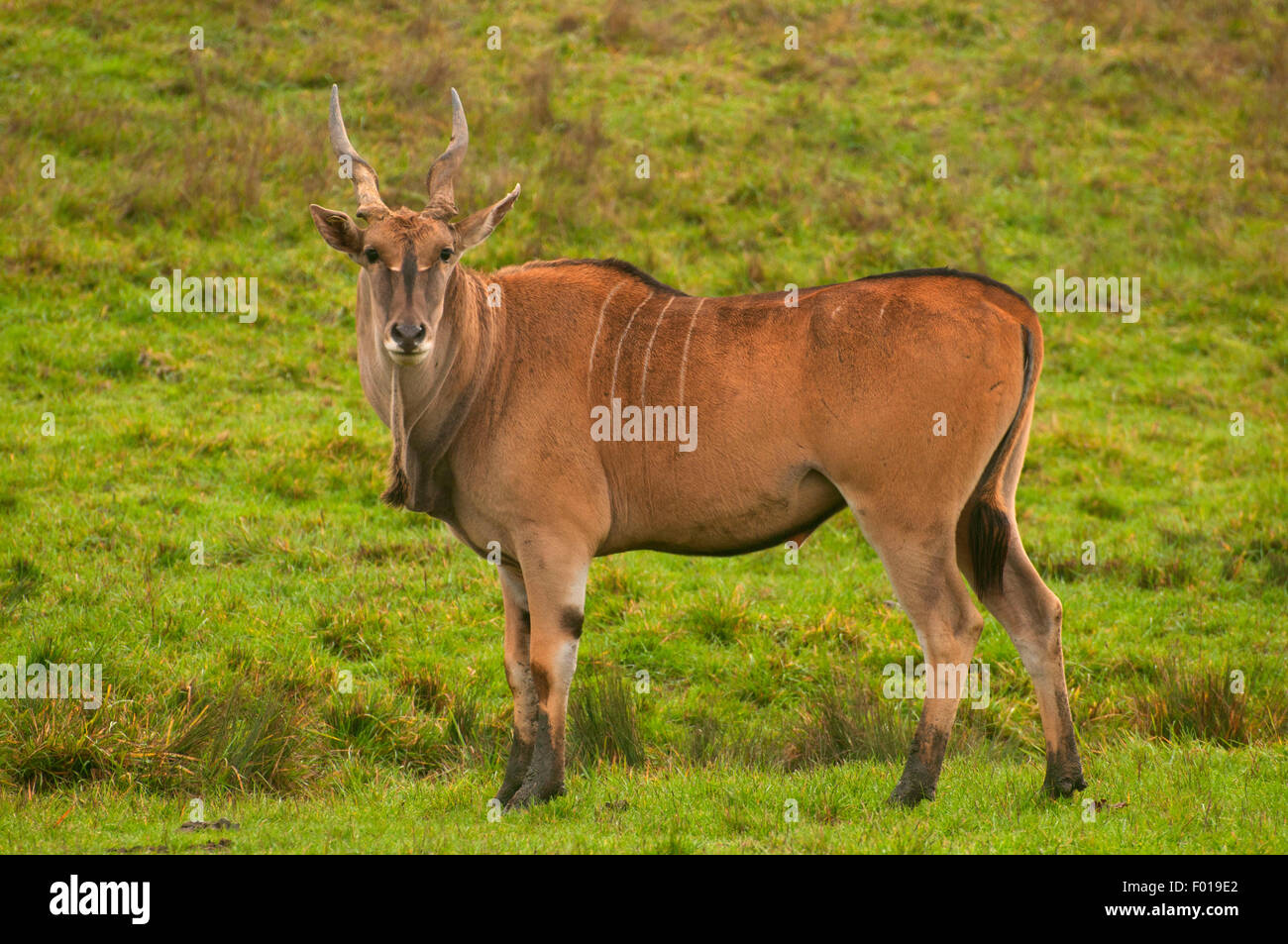Common Cape eland, Wildlife Safari, Winston, Douglas County, Oregon Stock Photo