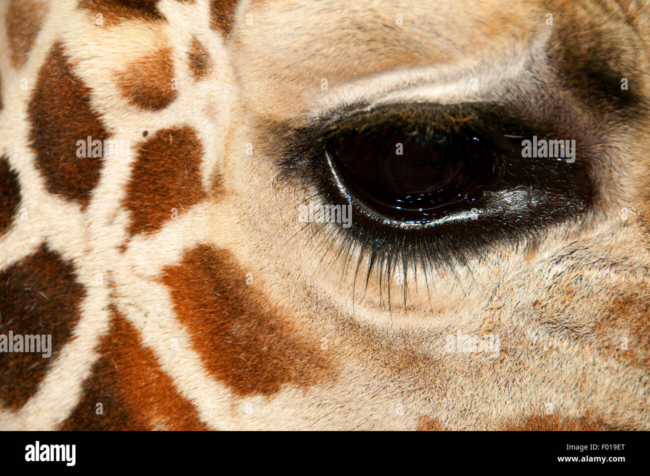 giraffe eyes close up