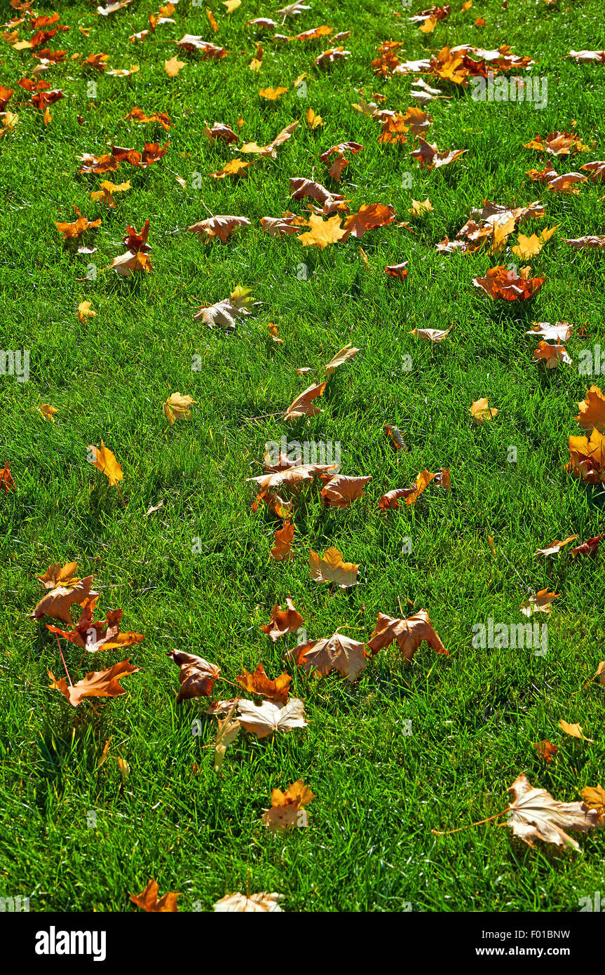 Fallen yellow maple leaves on green lawn Stock Photo