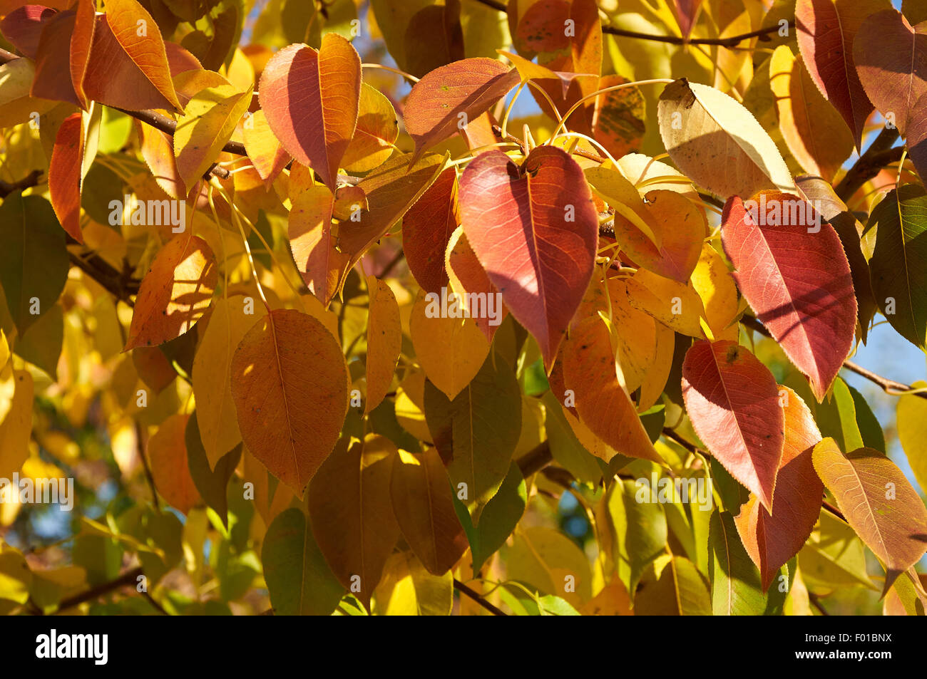Bright red and yellow leaves of pear tree Stock Photo