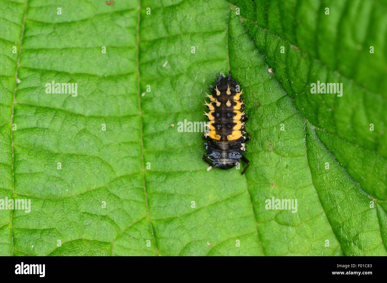 A harlequin ladybird on a green leaf UK Stock Photo