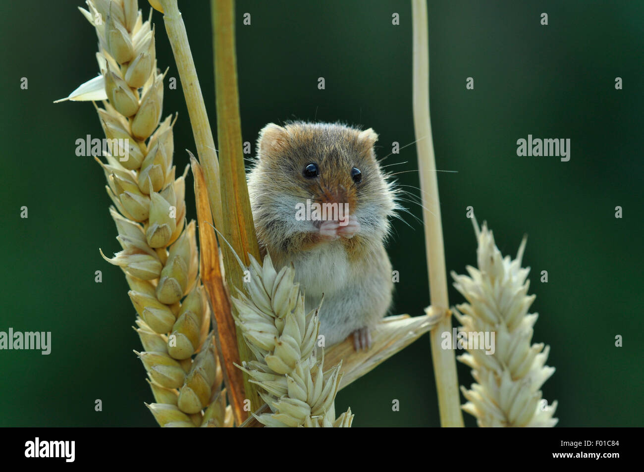 A harvest mouse eating a seed from an ear of corn UK Stock Photo
