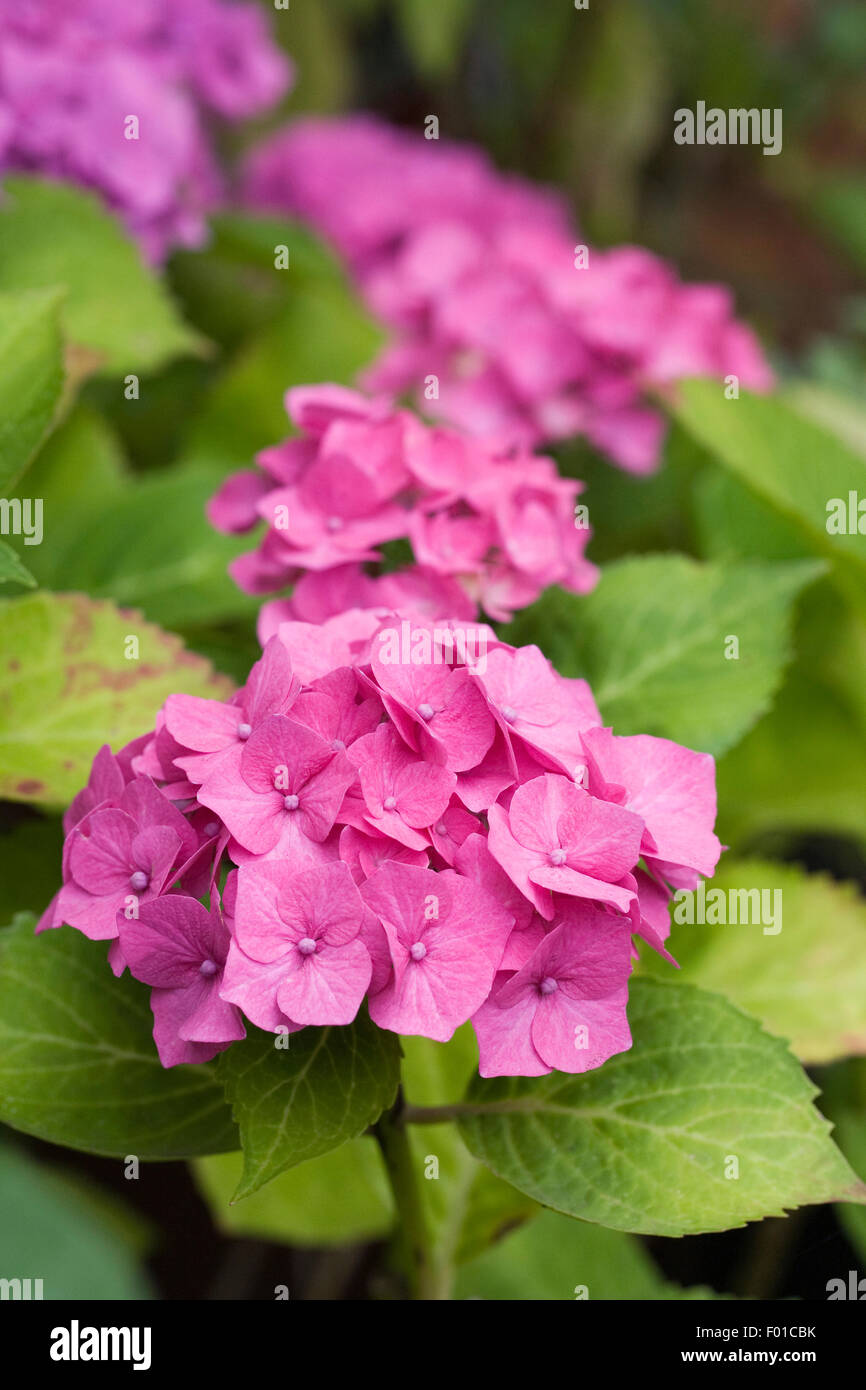Pink Hydrangea flowers Stock Photo Alamy