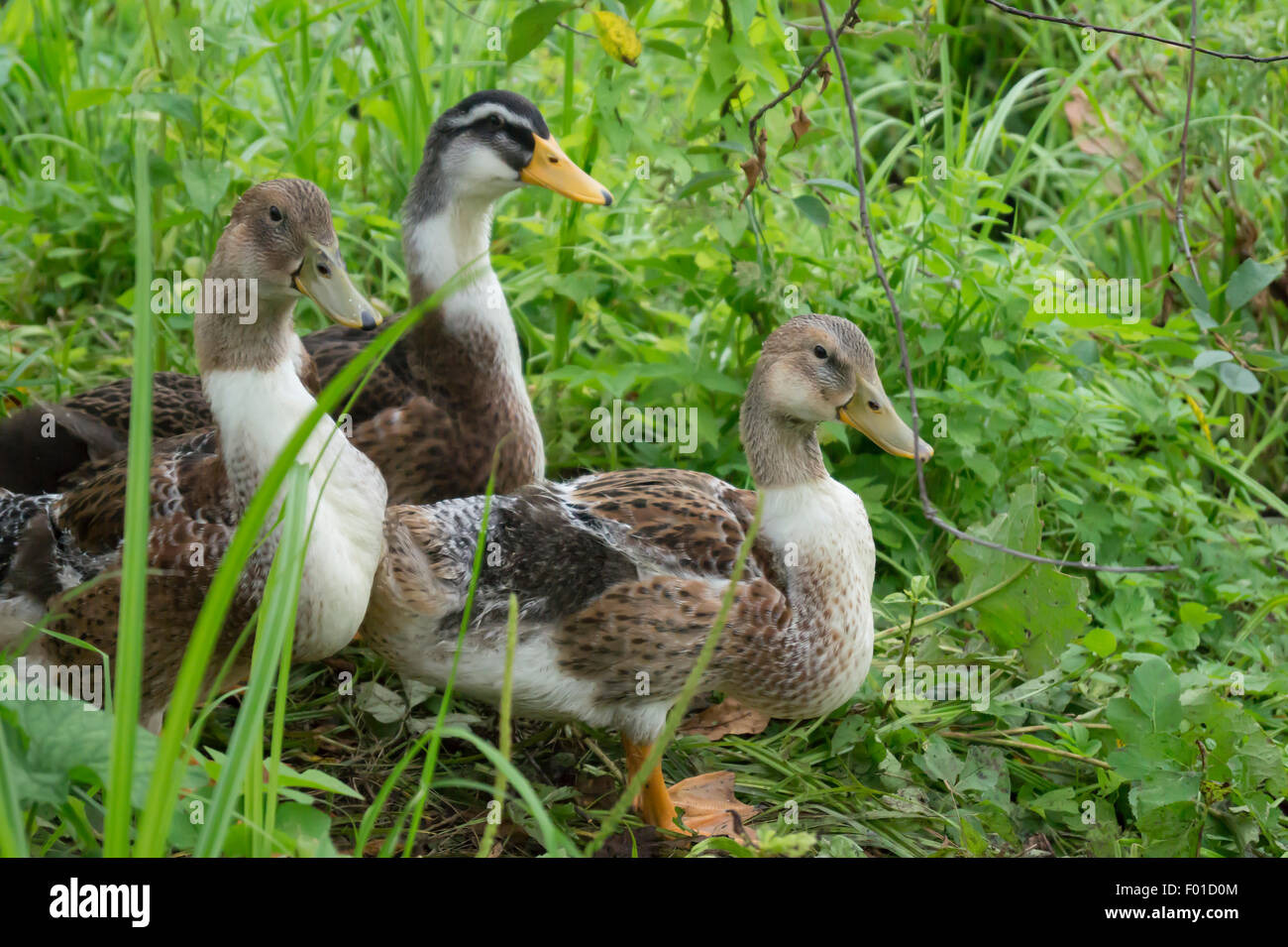 Home ducks in green herb Stock Photo