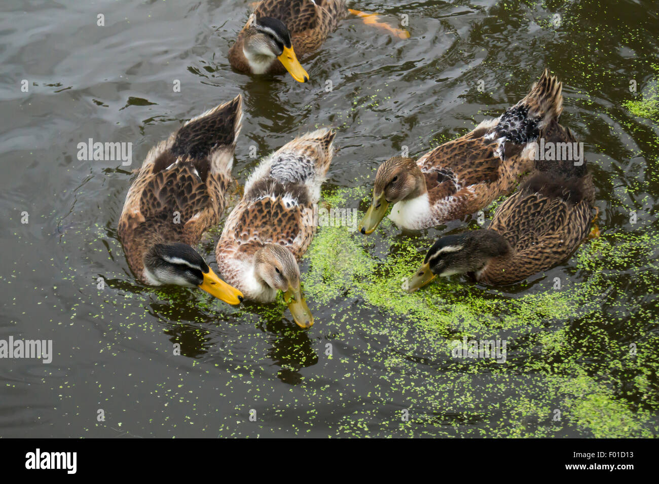 Ducks sail on water in pond Stock Photo