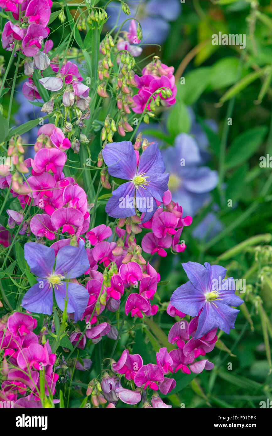 Clematis Fugimume and Everlasting Pea against garden wall Stock Photo