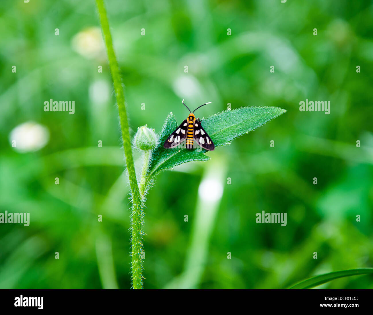 Tiger Grass Moth on leaf Stock Photo