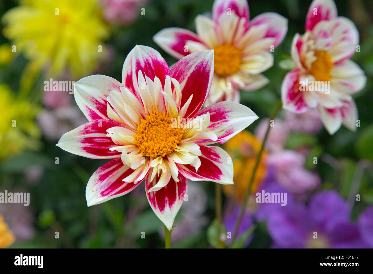 Dahlia border hi-res stock photography and images - Alamy