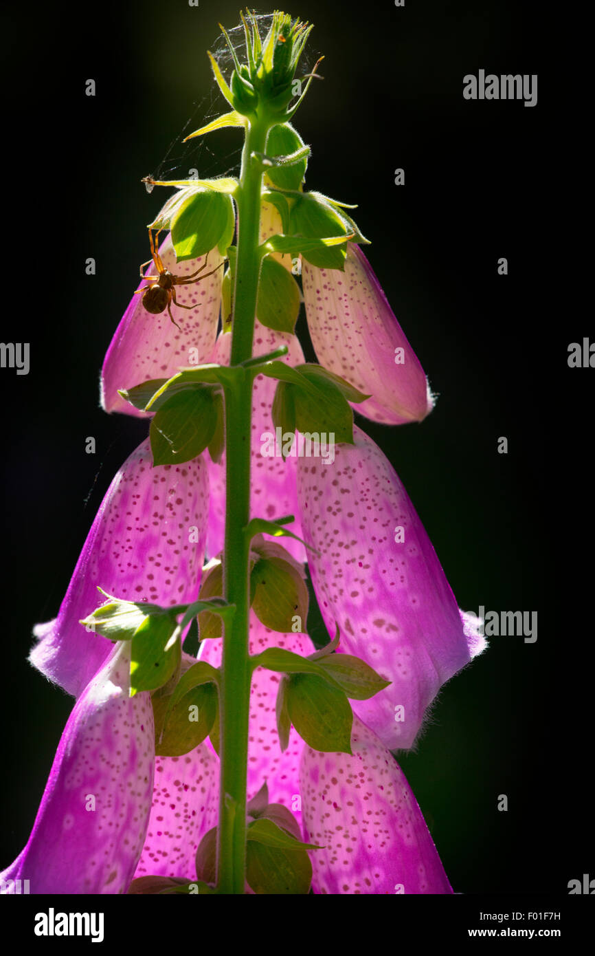 Foxglove Digitalis purpurea and Spider Stock Photo