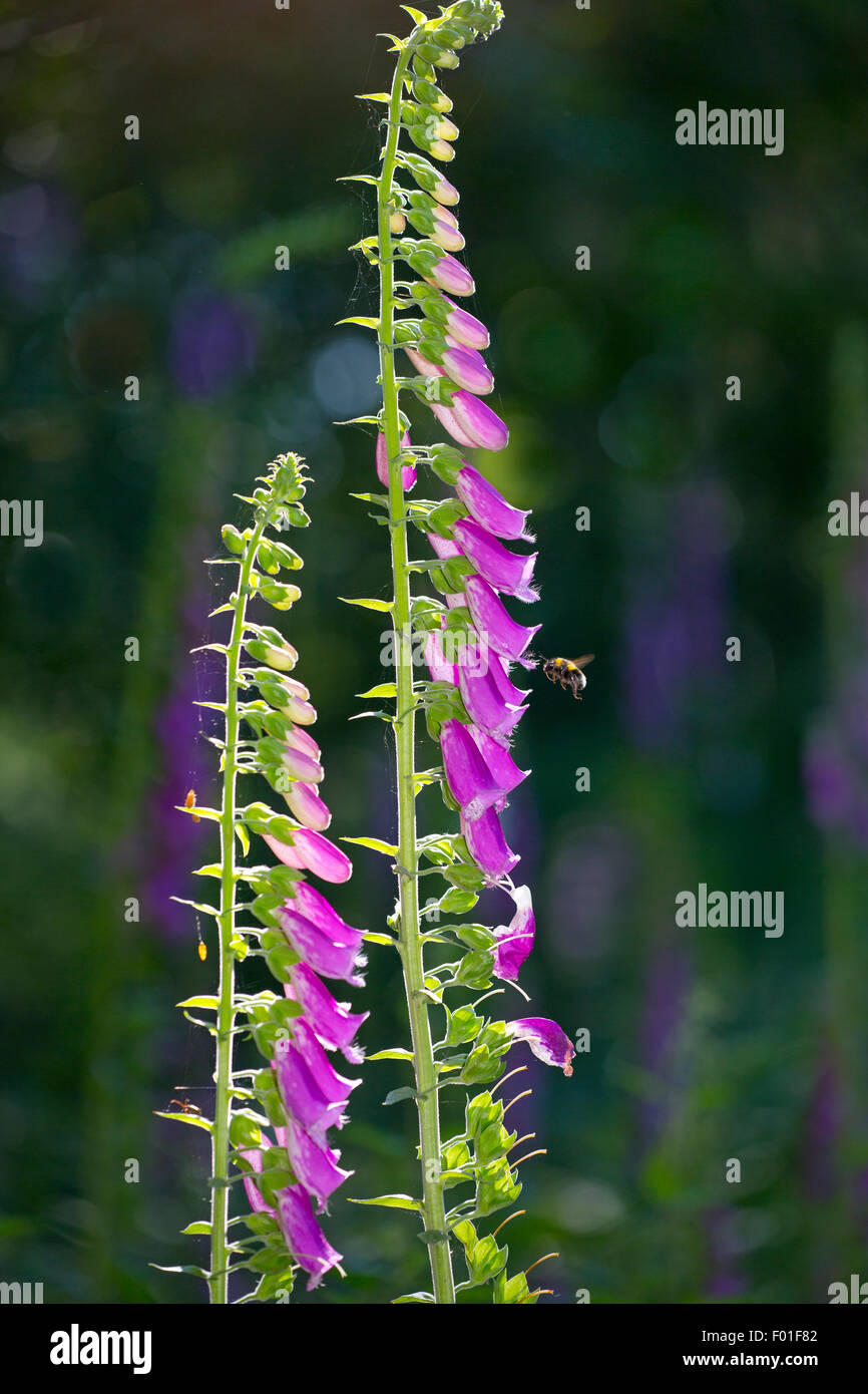 Foxglove Digitalis purpurea and Bumble bee Stock Photo