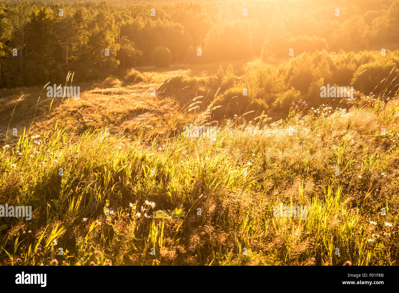 Beautiful view of a summer grassland and sun flare Stock Photo