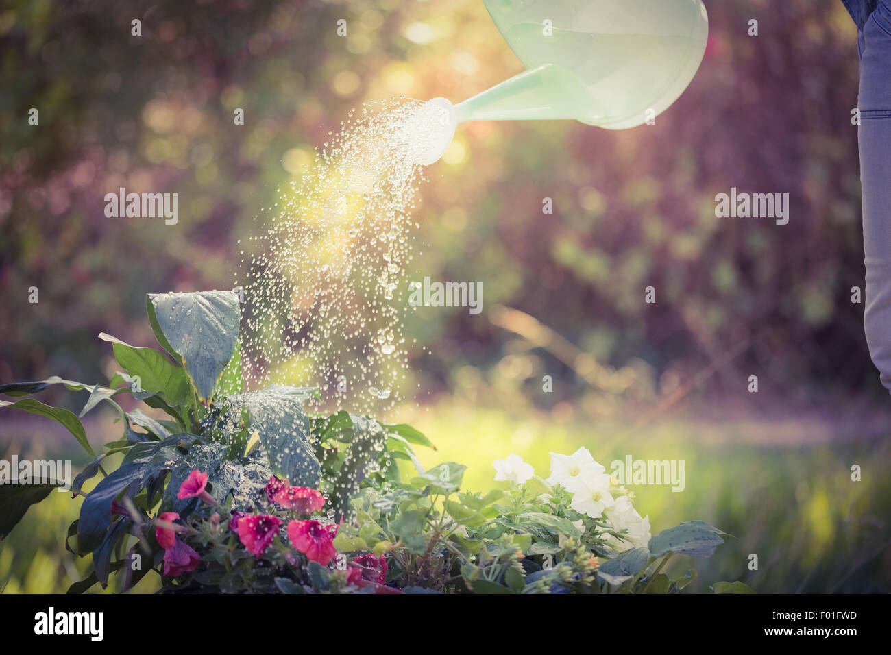 Watering can pouring water over flowers Stock Photo