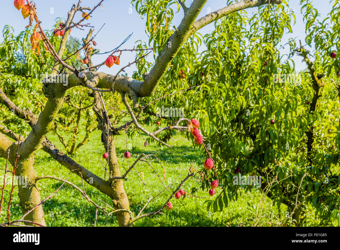 agricuture troubles dried fruits on dying peach tree without leaves