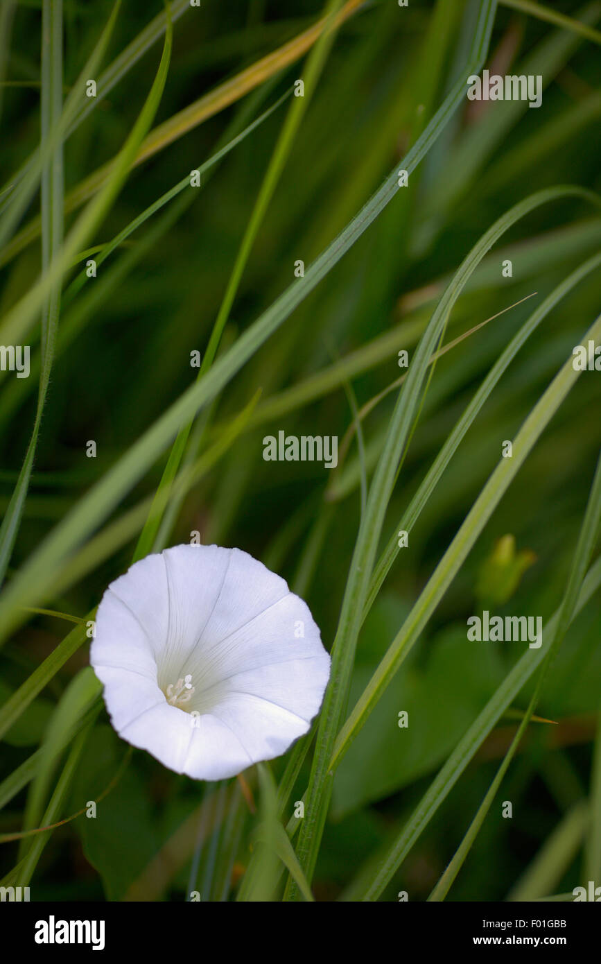 Lonely white flower close-up among green grass Stock Photo