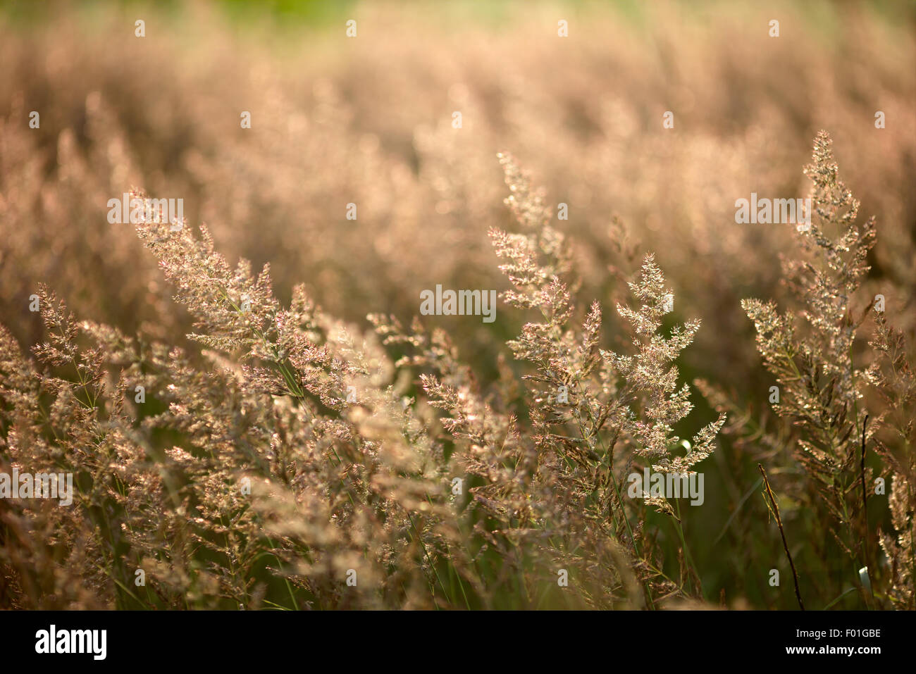 wild grass, lighted beautiful evening light. many reflections on the grass Stock Photo