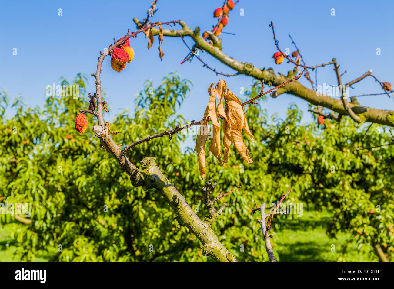 agricuture troubles dried fruits on dying peach tree without leaves