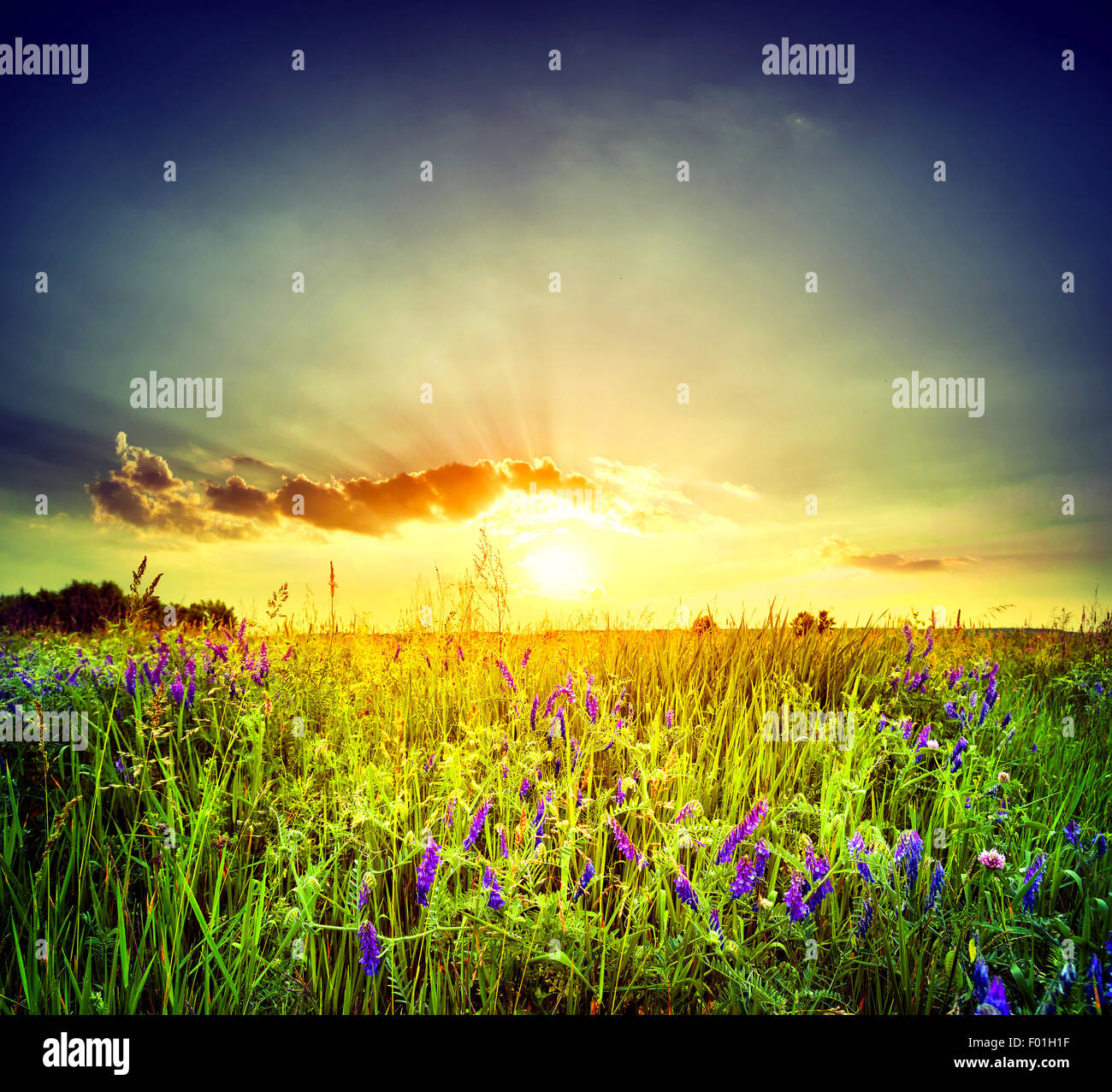 Field with purple flowers Stock Photo - Alamy