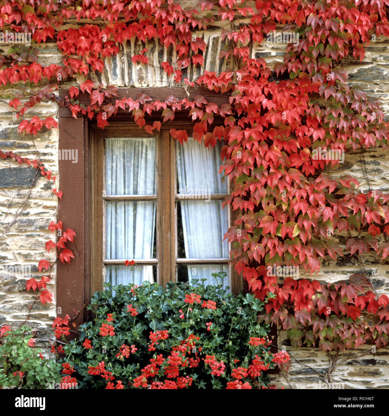 Fassadenbegruenung, Wilder Wein Stock Photo Alamy
