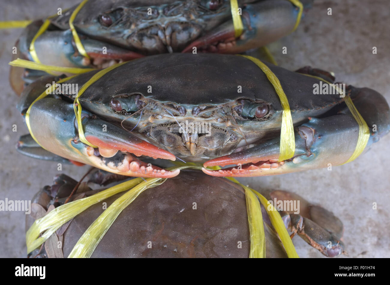 Sea crab tied with rope Stock Photo - Alamy