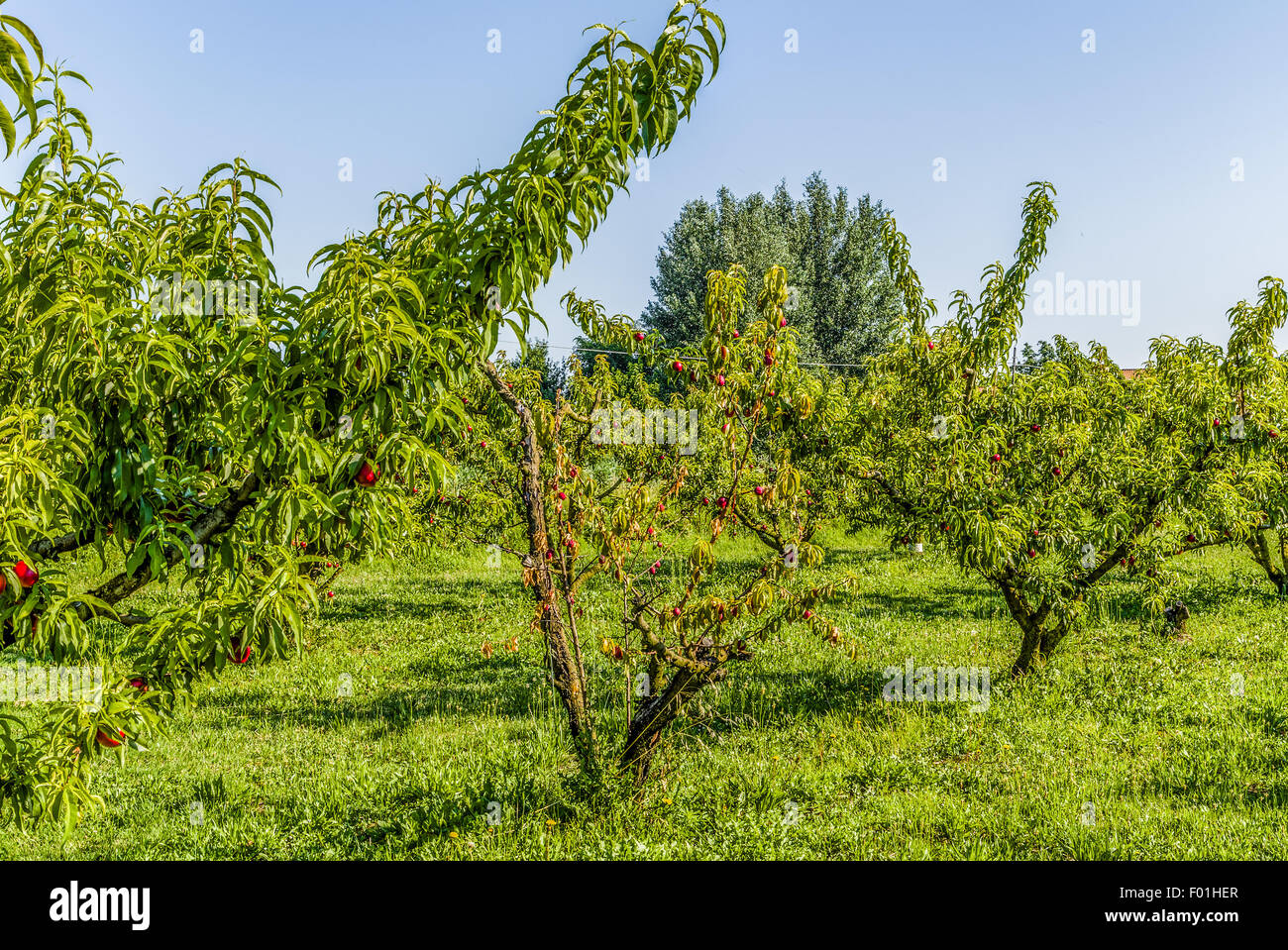 agricuture troubles dried fruits on dying peach tree without leaves among healthy ones in
