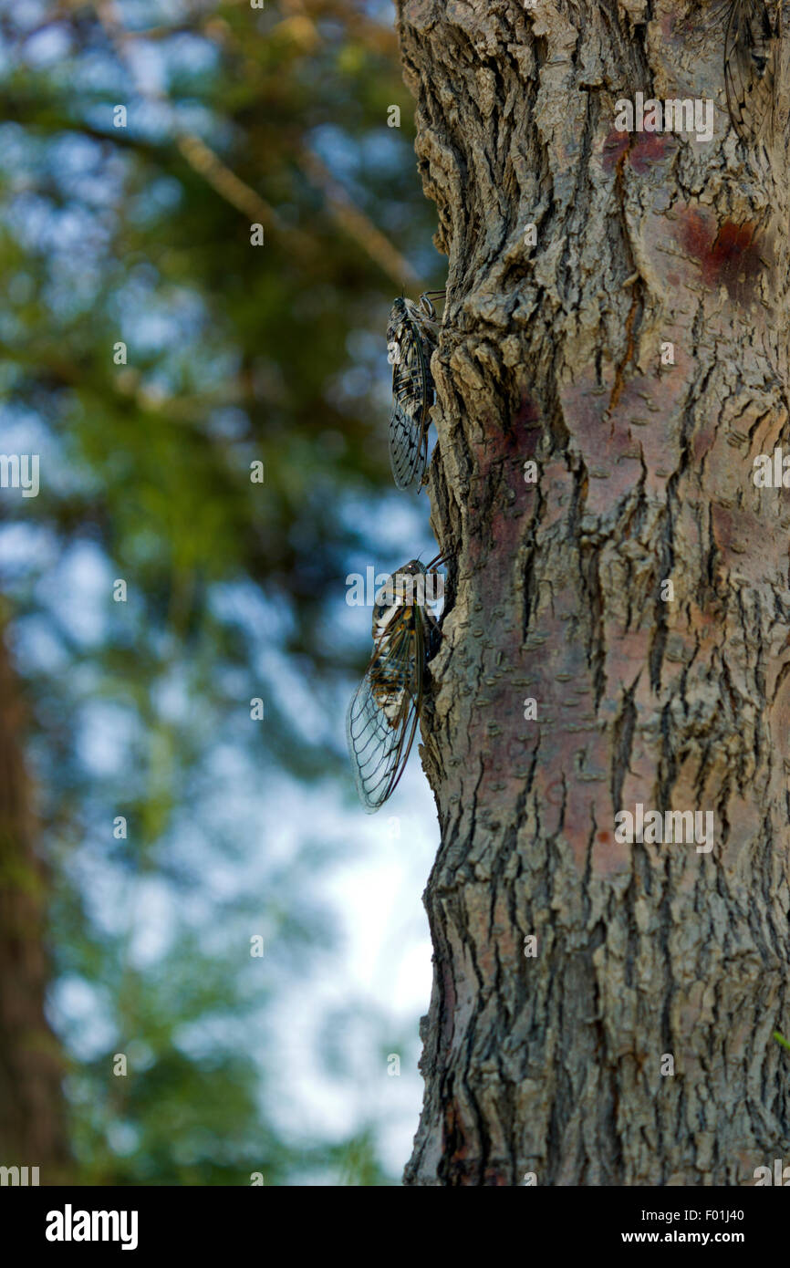 Cicadas on tree bark closeup portrait format daytime out of focus background Stock Photo