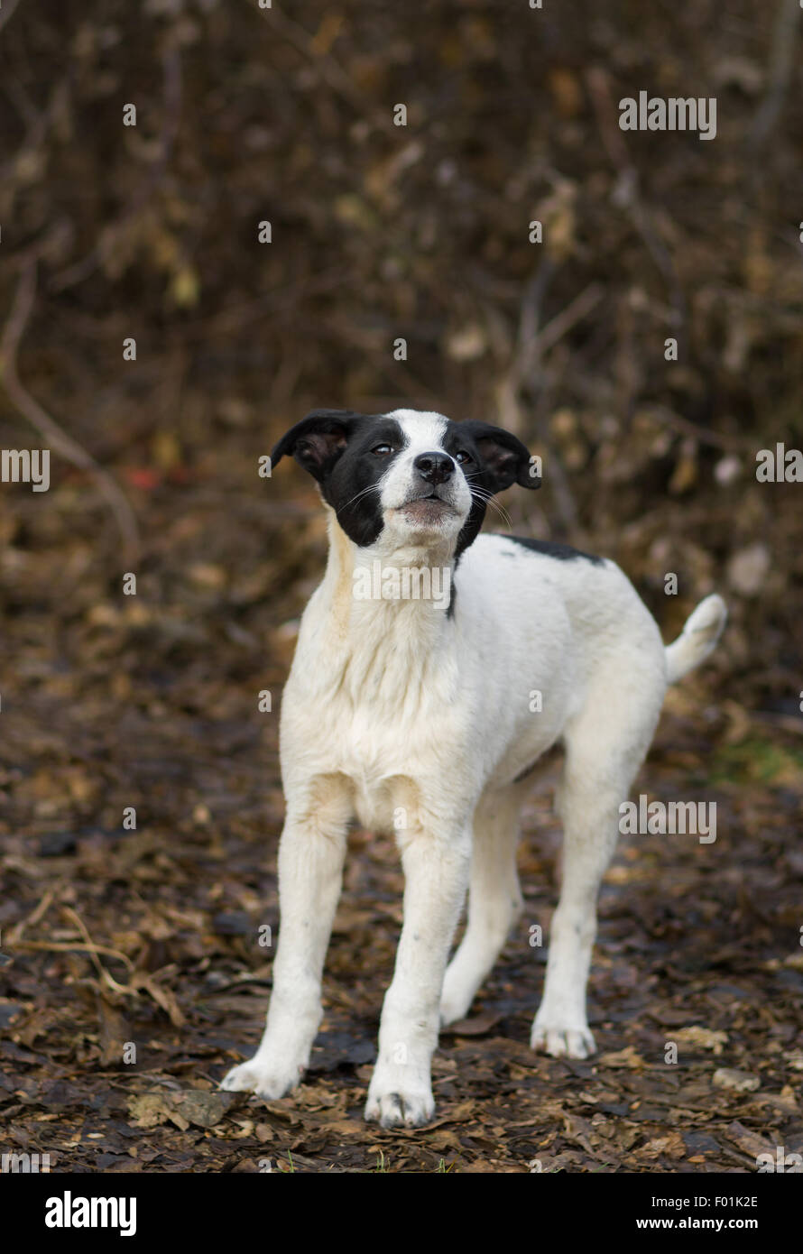 Lost stray puppy is calling for mom. Stock Photo