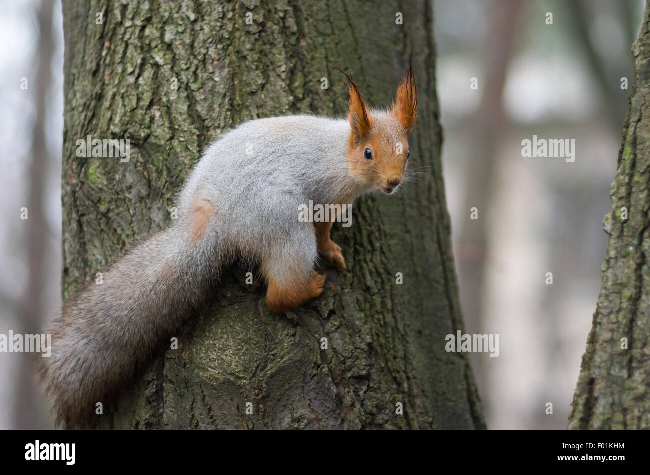 Eurasian red squirrel watching for enemies. Stock Photo