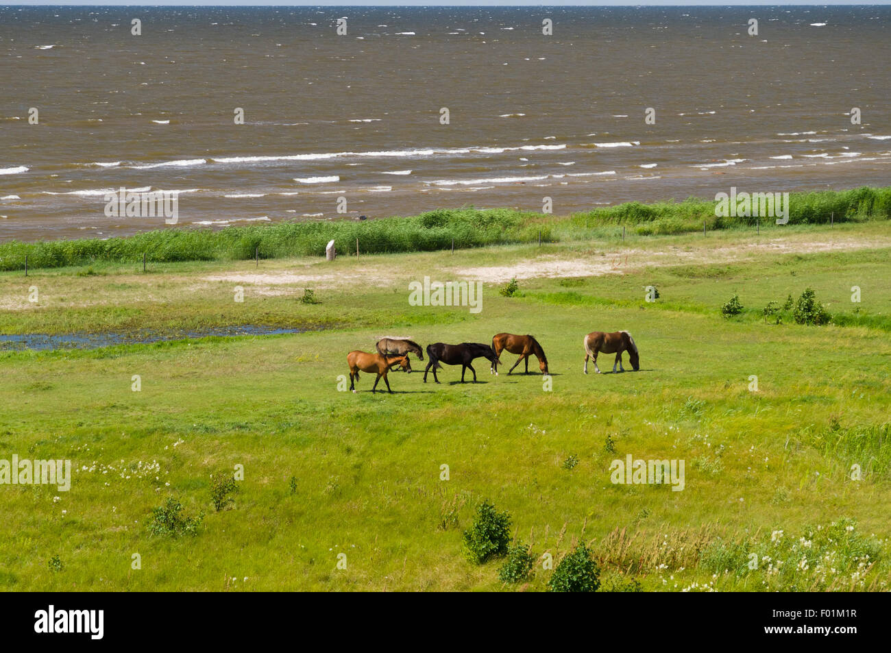 Five horses grazing on the green lush meadow near the sea, overlook view Stock Photo