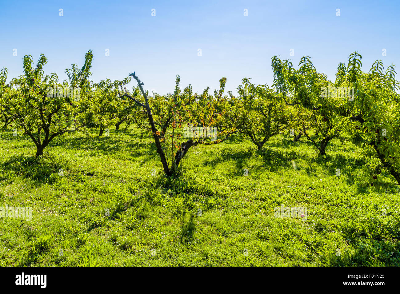 agricuture troubles dried fruits on dying peach tree without leaves