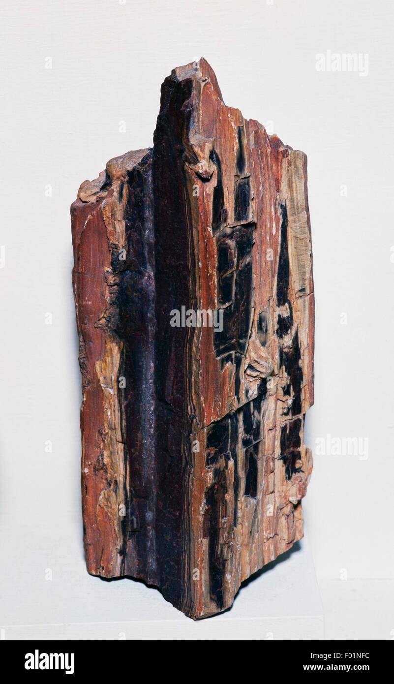 Fragment of fossilised log from Cretaceous Period. Stock Photo