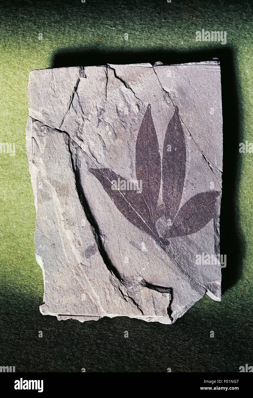 Fossil leaf Impression of Eugenia italica, Myrtaceae. Stock Photo