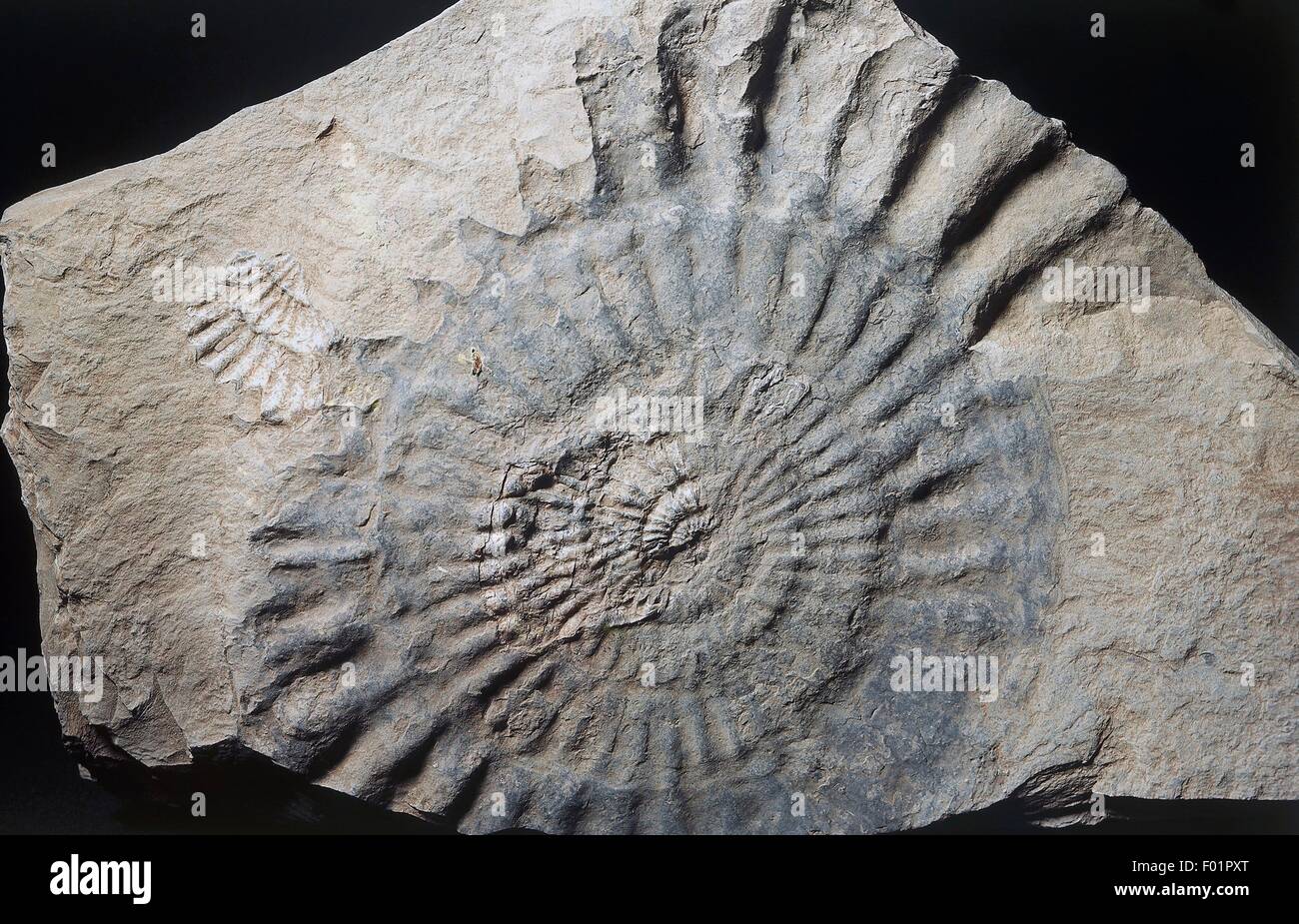 Limestone with fossilised imprints of shells Stock Photo - Alamy