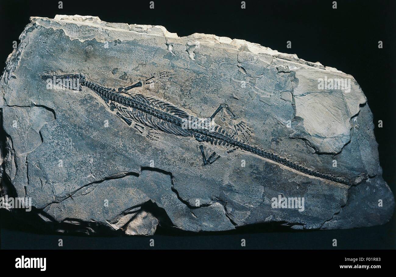 Mesosaurus brasiliensis fossil, Permian Period, Brazil. Stock Photo